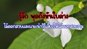 พุดกังหันใบด่าง